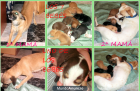 cachorros en adopcion - mejor precio | unprecio.es