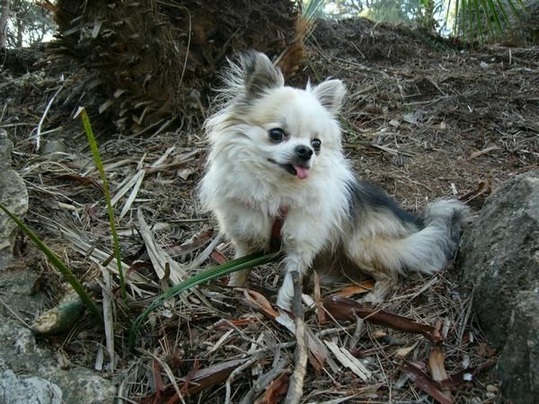 COMPRO- CHIHUAHUA- PELO- LARGO- MACHO