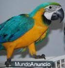 gsd RegaloHombres y mujeres guacamaya azul y oro loros - mejor precio | unprecio.es