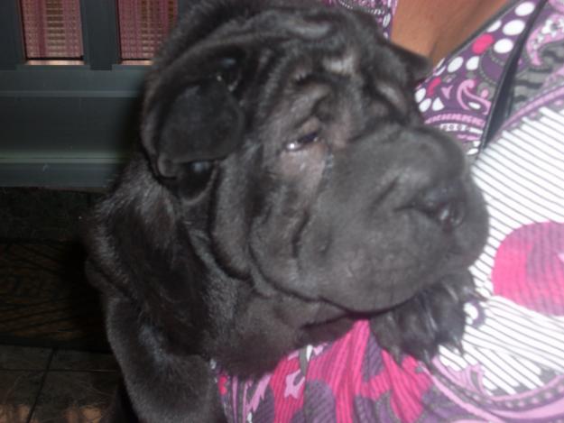 hembra de shar pei