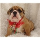 Lindo Bulldog Inglés cachorros ever.potty entrenados, - mejor precio | unprecio.es