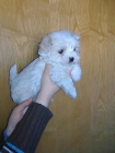 oferta anti crisis bichon maltes toy machito400 - mejor precio | unprecio.es
