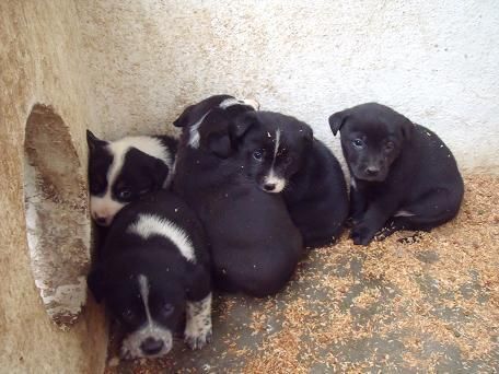 SE REGALAN CACHORRITOS