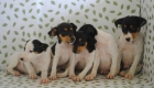 Se venden dos preciosas cachorritas de bodeguero andaluz - mejor precio | unprecio.es
