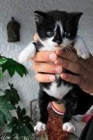Socorro soy un bebe y me quieren envenenar - mejor precio | unprecio.es