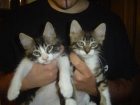 2 Gatitas x bosque de noruega en adopcion - mejor precio | unprecio.es