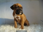 AQUI ESTAN NUESTROS BOXER , CACHORROS GRANTIZADOS POR ESCRITO Y CON PEDIGRE , DISPONIBLES PARA ENTREGA - mejor precio | unprecio.es