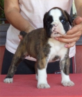 Boxer preciosos cachorros - mejor precio | unprecio.es
