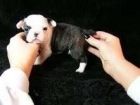 camadaBulldog frances â¬120 - mejor precio | unprecio.es