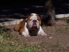 CAMBIO O VENDO BULLDOG INGLES POR BULL TERRIER - mejor precio | unprecio.es