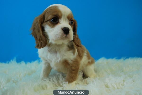 cavalier listos para entregar en madrid