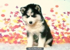 Husky blanco y negro preciosos cachoritos con dos meses. - mejor precio | unprecio.es