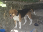 MACHO BEAGLE MONTAS - mejor precio | unprecio.es