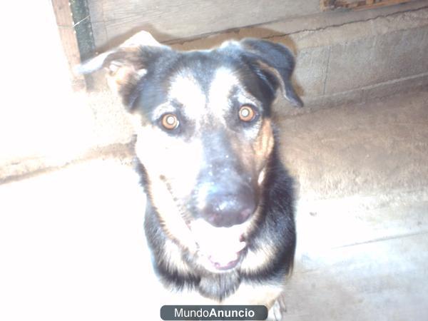 regalo perro