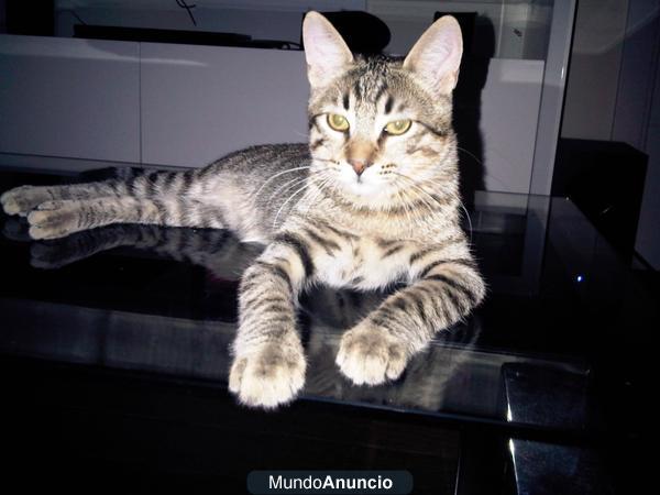 Regalo precioso gatito gris atigrado de 6 meses