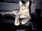 Regalo precioso gatito gris atigrado de 6 meses - mejor precio | unprecio.es