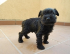 Schnauzer miniatura, cachorros Con loe, 400 euros - mejor precio | unprecio.es