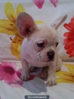 se evnde bulldog frances - mejor precio | unprecio.es