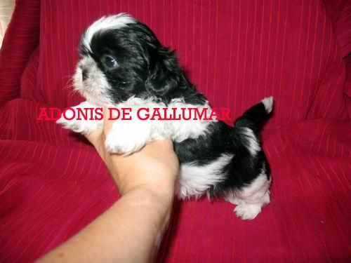 SHIH TZU PRECIOSOS  CACHORROS