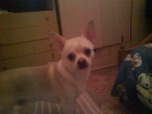 urgente novia para mi chihuahua - mejor precio | unprecio.es