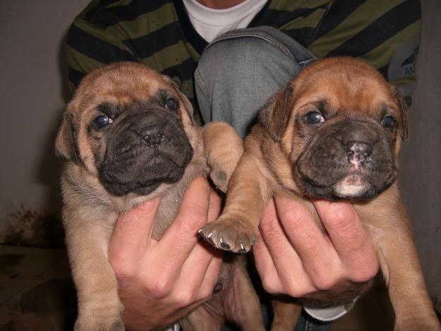 venta de boxer