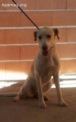 Pam, perra en adopción o acogida