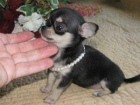 Adorable Chihuahua cachorros - mejor precio | unprecio.es
