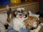 Adorables shih tzu - mejor precio | unprecio.es