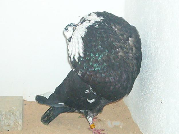 Buchones, Mensajeras y palomas de fantasia