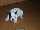 Bulldog Frances 495 euros - mejor precio | unprecio.es