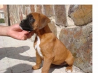 camada de boxer - mejor precio | unprecio.es