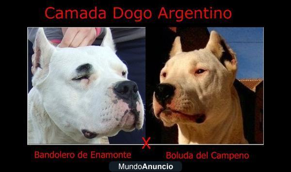 camada de dogo argentino