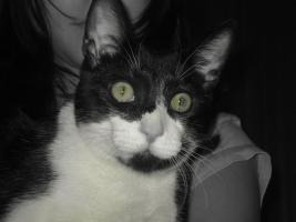 Gato.Boy necesita un buen hogar, madrid