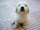 GOLDEN RETRIEVER CACHORROS - mejor precio | unprecio.es