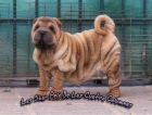 impresionantes cachorros sharpei americanos genetica azul economicos - mejor precio | unprecio.es