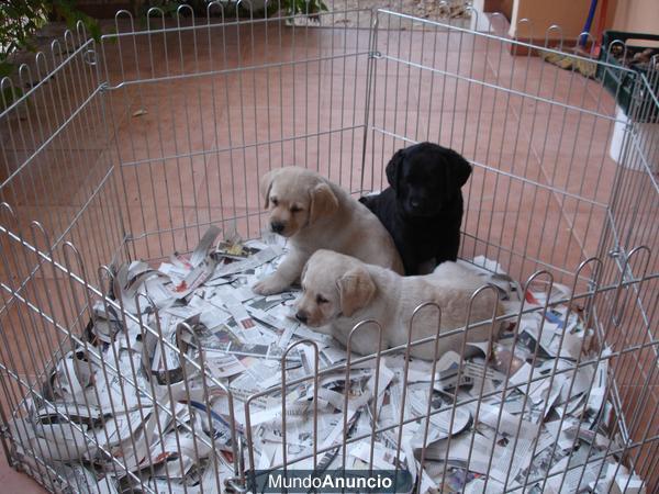 Labrador cachorros amarillos y negros de exc pedigree