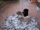 Labrador cachorros amarillos y negros de exc pedigree - mejor precio | unprecio.es