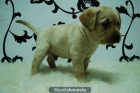 Labrador Cachorros para Entregar - mejor precio | unprecio.es
