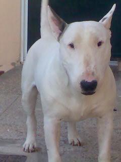 MACHO BULL TERRIER PARA MONTA