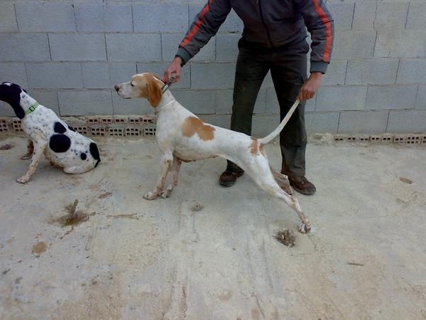 SE VENDE POINTER CAZANDO