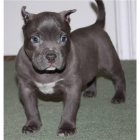 American pit bull cachorro para su aprobación - mejor precio | unprecio.es
