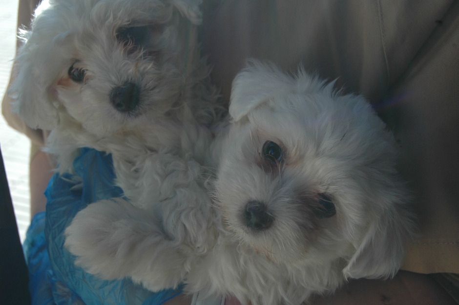 Bichon maltes macho y hembra