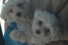 Bichon maltes macho y hembra - mejor precio | unprecio.es