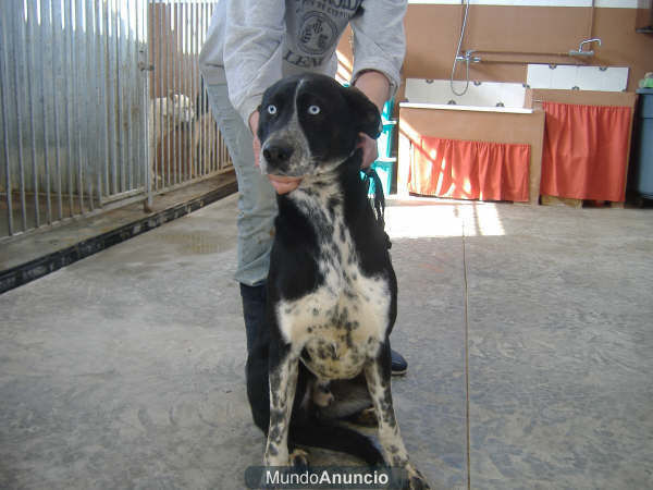 Blau, precioso perro en adopción