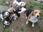 CACHORROS BEAGLE - mejor precio | unprecio.es