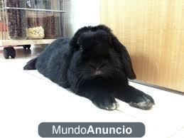 Cuidar Conejo En Semana Santa