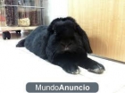 Cuidar Conejo En Semana Santa - mejor precio | unprecio.es