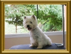 Excelente camada de westy terrier hijos de Alborada brandy - mejor precio | unprecio.es