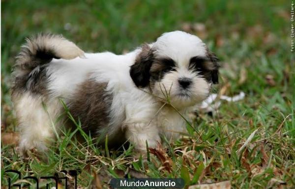 Impresionantes Thasa Apso, buen precio