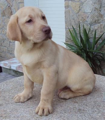 Labradores machos disponibles